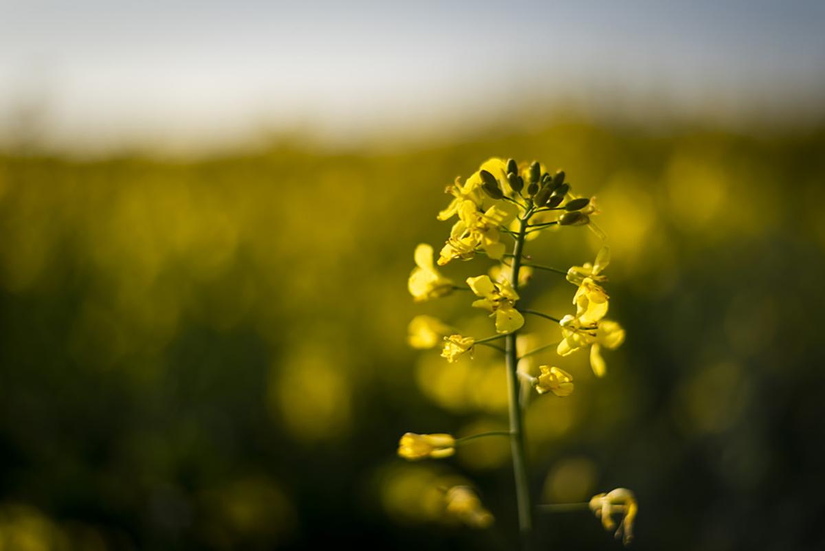 Canola Oil Benefits, Side Effects, Risk Factor and How to Use