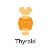 Thyroid