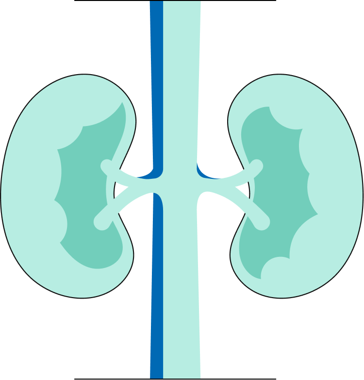 Kidney